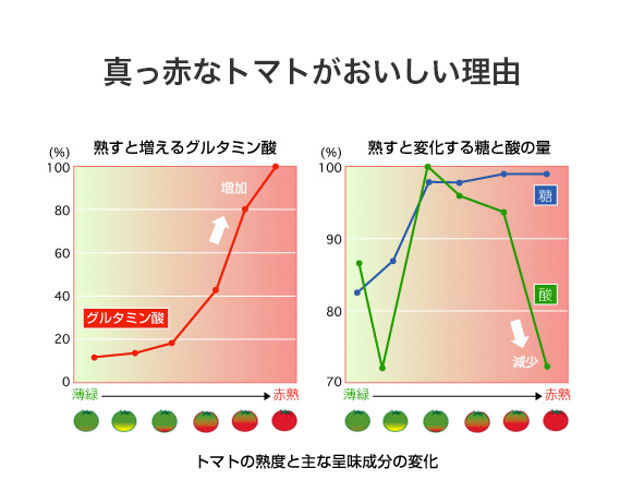 真っ赤なトマトがおいしい理由