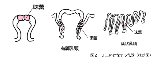 舌上に存在する乳頭