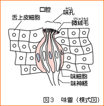 味蕾