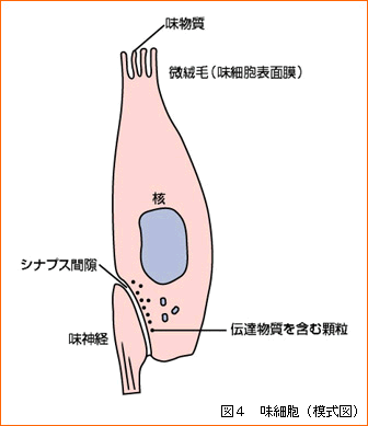 味細胞