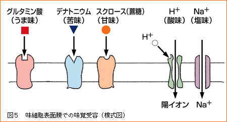 味細胞表面膜での味覚受容